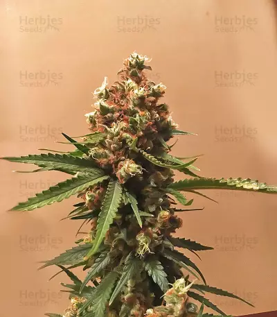 Caribe Seeds