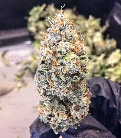 Graines de cannabis Chem Berry D regular (Dark Horse Genetics)