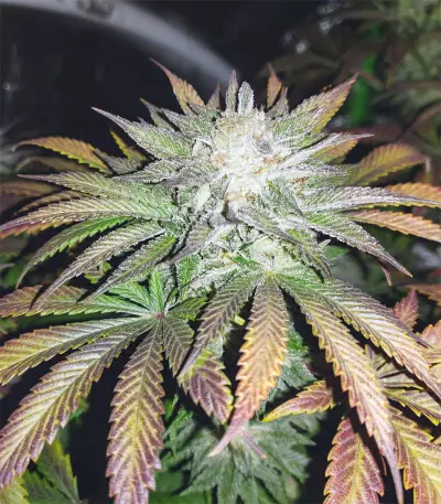 Chemdawg Seeds (Humboldt Seeds Organization)
