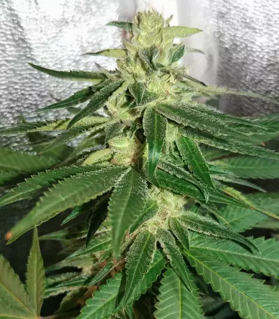 Destroy OG Seeds