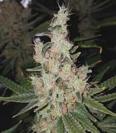 Double Glock Seeds