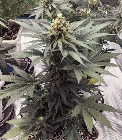 Eleven Roses Seeds (Delicious Seeds)