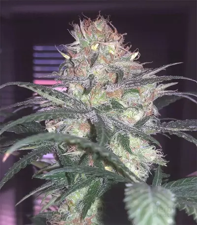 Fat Banana (RQS)