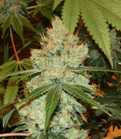 Girl Scout Cookies (Cali Connection Seeds)