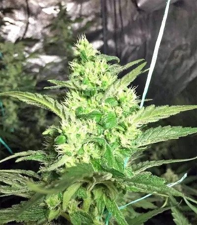 Julies Cookies Seeds