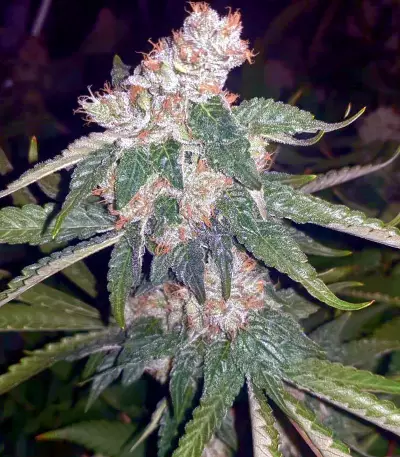 Killer Queen XX feminized seeds