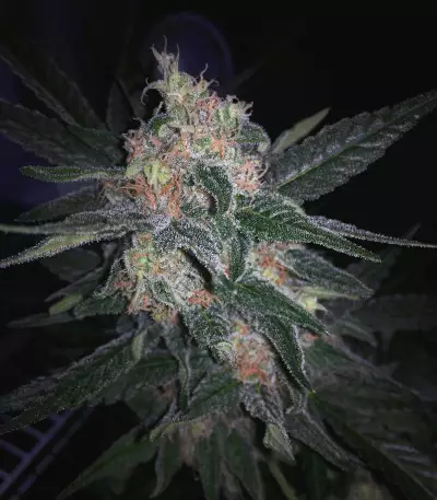 Melon Gum Seeds