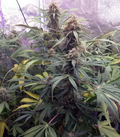 Northern Cheese Haze Auto Seeds