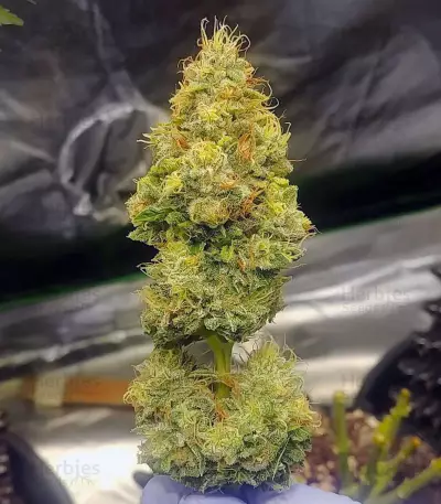 Graines de cannabis OG 13 (G13 Labs)