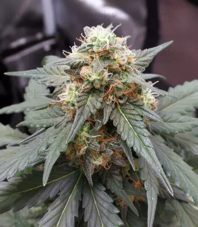 OG Kush Seeds (Kera Seeds)