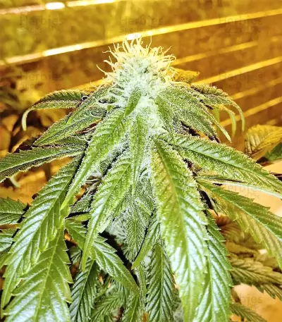 Original Bruce Banner Seeds