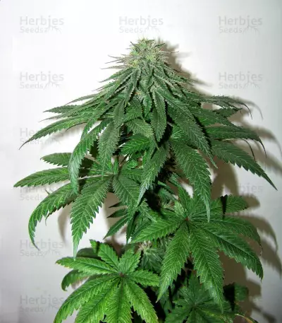 feminized seeds PCK x ErdPurt