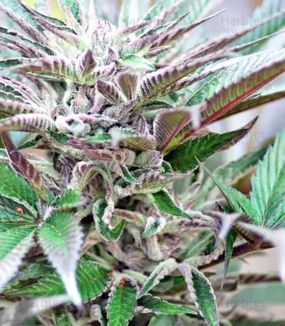 Panama D.C. Seeds