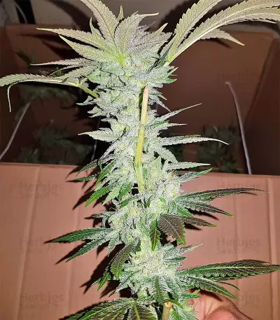 Semi femminizzati di Pineapple