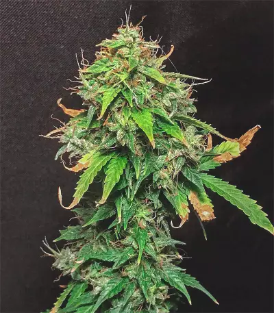 Polar Express Auto strain