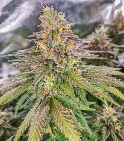 Pure Gelato feminized seeds