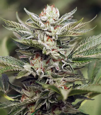 Sapphire Scout Seeds