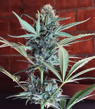 Semi femminizzati Somango (Soma Seeds)