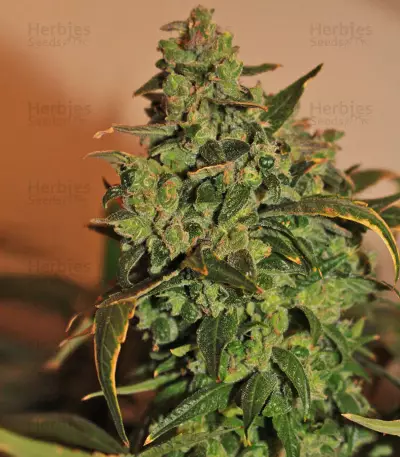 Semi femminizzati Somango (Soma Seeds)