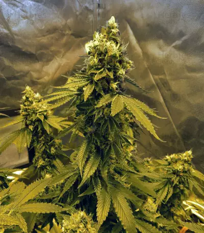 Graines de cannabis Sour Tangie (Reserva Privada)
