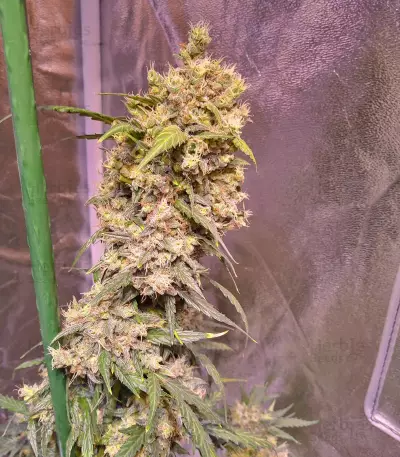 Tangie'matic Auto Seeds