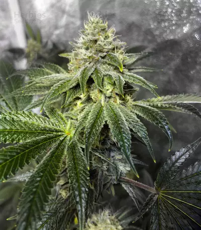 Wedding Gelato feminized seeds