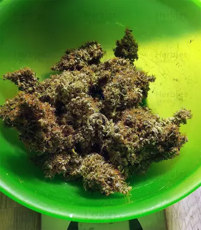 Graines de cannabis White Lavender (G13 Labs)