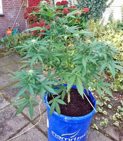 White Widow Auto cannabis strain