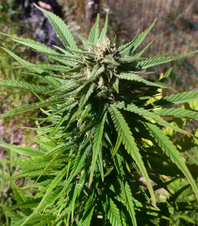 Widow Remedy regular seeds