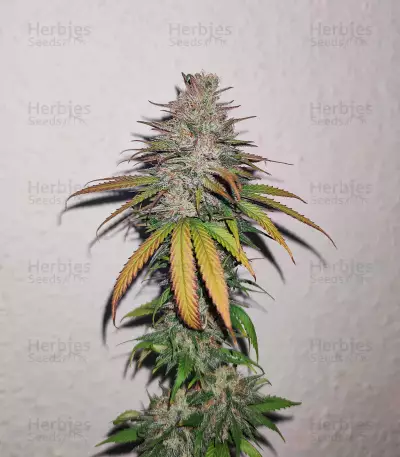 Afghan Kush Seeds