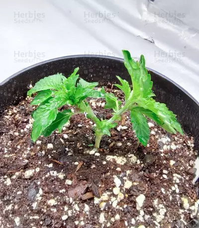 Graines de cannabis Blue Pyramid (Pyramid Seeds)