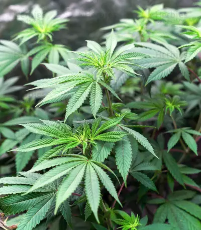 Graines de cannabis Critical Gorilla (Expert Seeds)