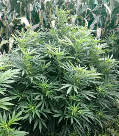 Critical Lights (Expert Seeds) Seeds