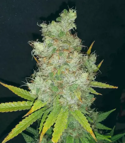 G13 x Blueberry Headband feminized seeds