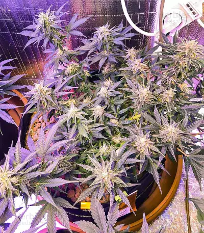 Graines féminisées de Gelato Glue Autoflower (EGS)