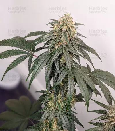 Ghost Train Haze x Pellezino (Herbies Seeds)