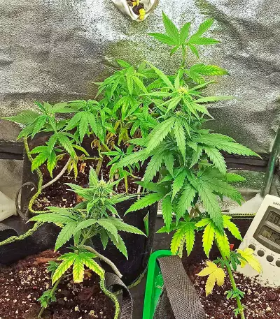 Graines de Godzilla Original Glue GG#4 Auto (Herbies Seeds)