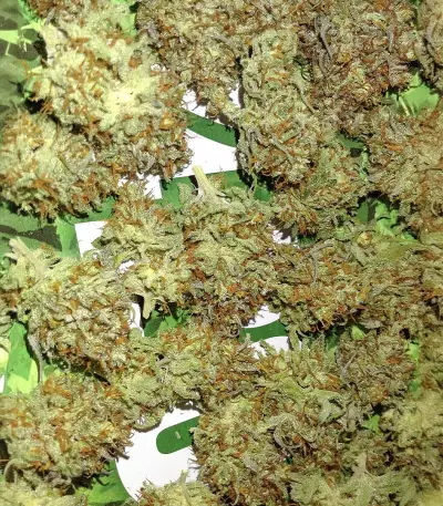 Gorilla x Lilly (Expert Seeds) Seeds