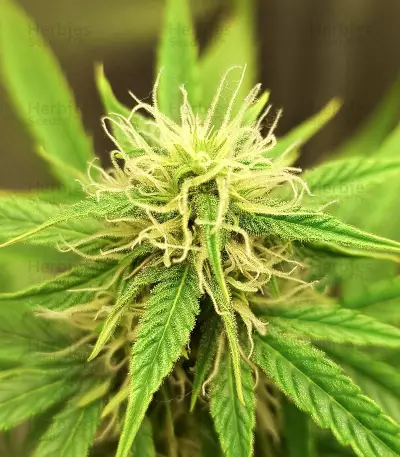 Lemon Haze Auto (Expert Seeds) Seeds