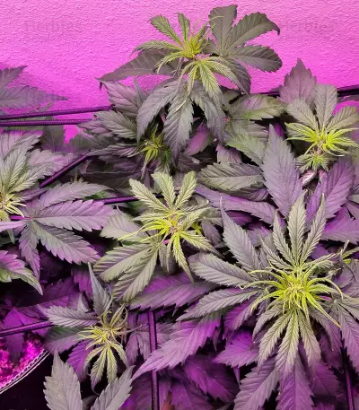 Northern Light Auto (Expert Seeds) feminized seeds