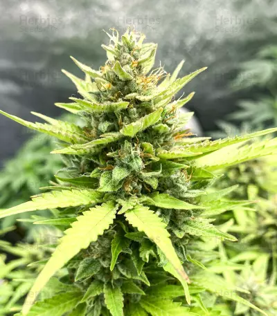 Northern Lights x Big Bud Auto (Expert Seeds)