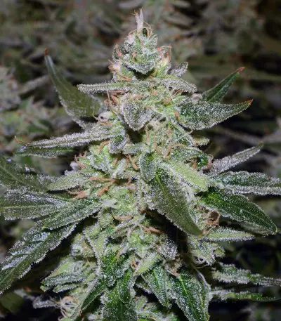 O.G. Kush Autoflower feminized seeds (Seedstockers)