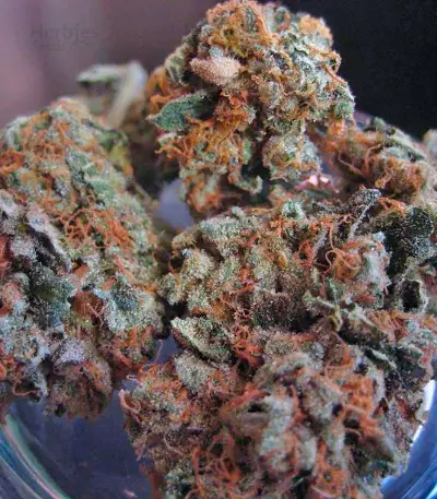 Pure Kush (GHS)