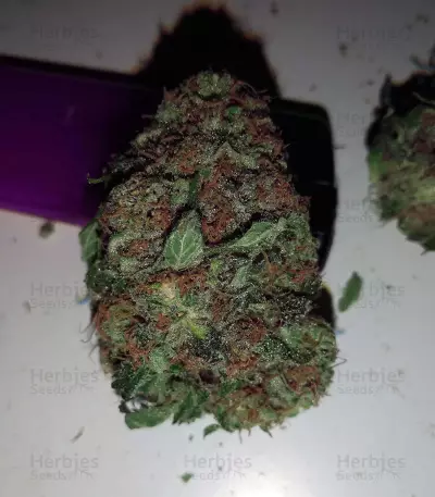 Purple Punch Cookies (Original Sensible Seeds)