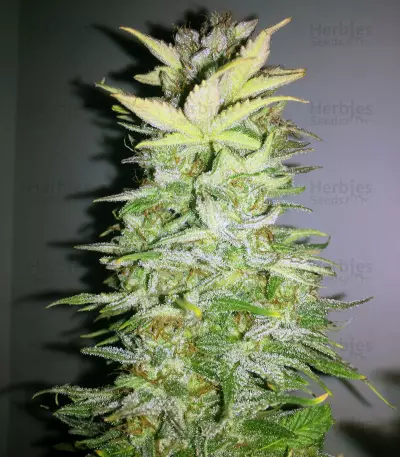 Sour Livers Auto feminized seeds