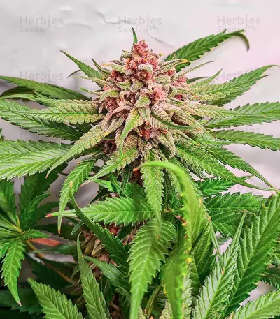 เมล็ด Still Bubba (AlphaFem Seeds)