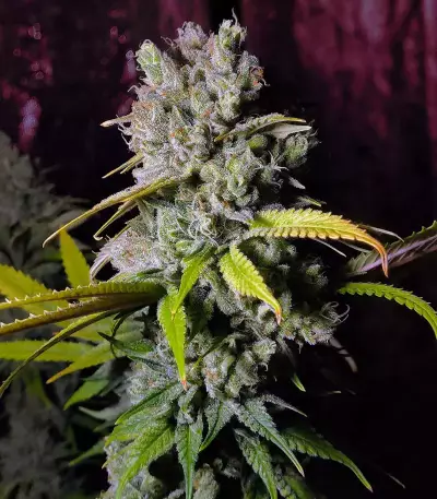 Sementes Feminizadas Blue Gelato 41 (Barney's Farm)