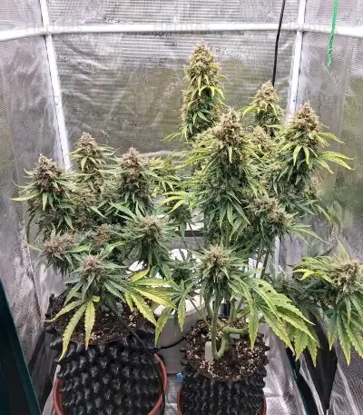 CBD Victory Auto Seeds