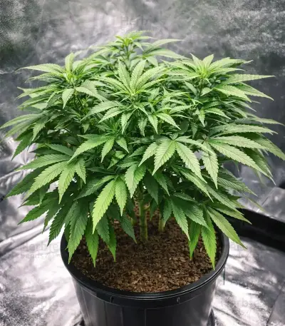 Chemical Bride Seeds