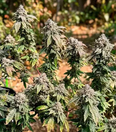 Cream Auto feminized seeds